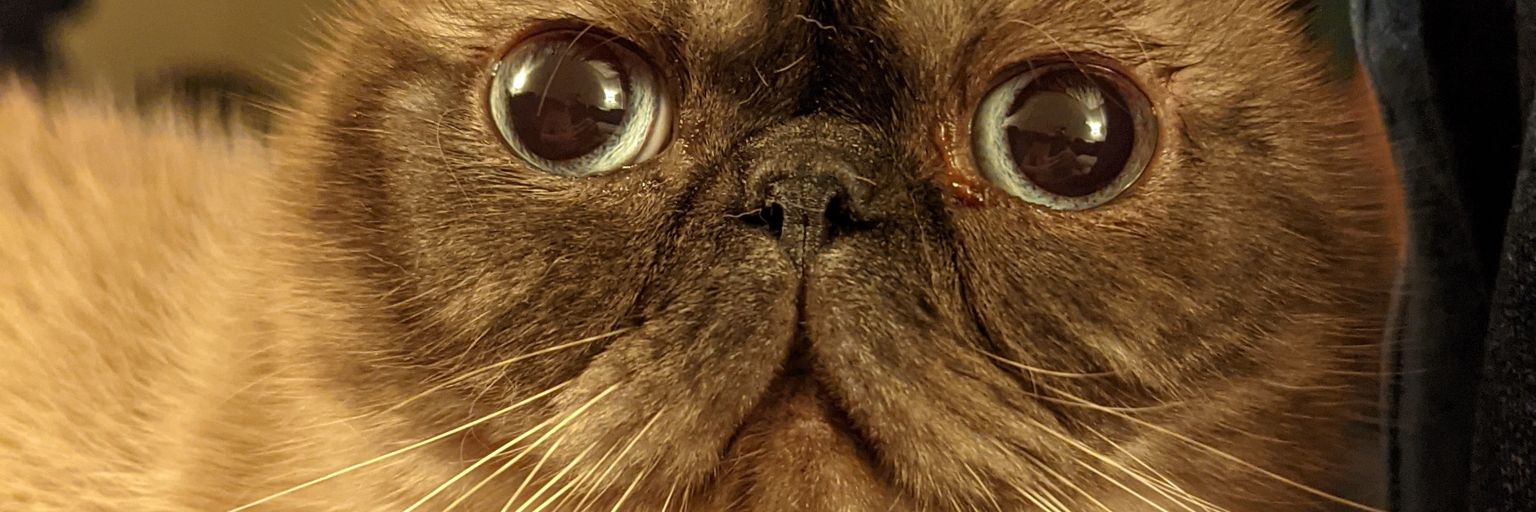 🦣Wall-E🦣 banner