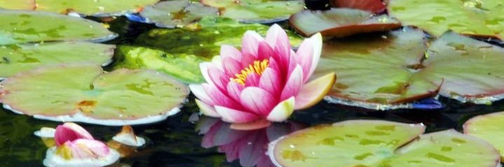 Mrs Unleashed 🦋🐶🦭🦔🦡 banner