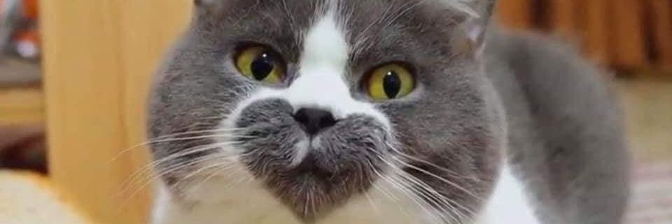 NoQieb's profile banner image