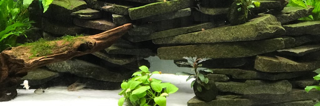 XWad's profile banner image