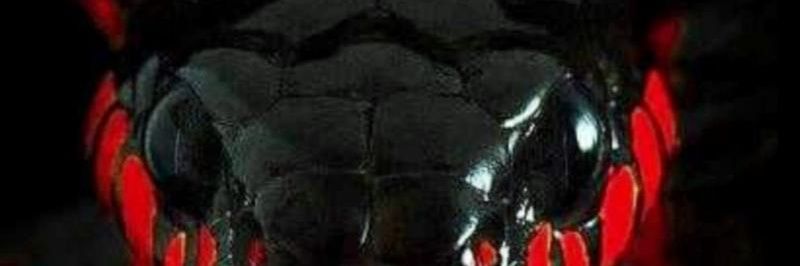 Rav3n banner