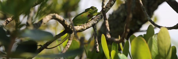 LeanneNPhelps Profile Banner