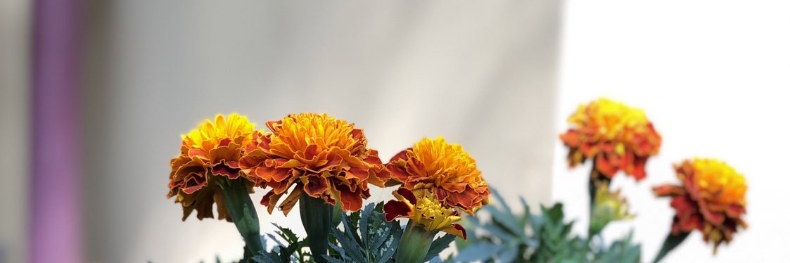 rsinha's profile banner image