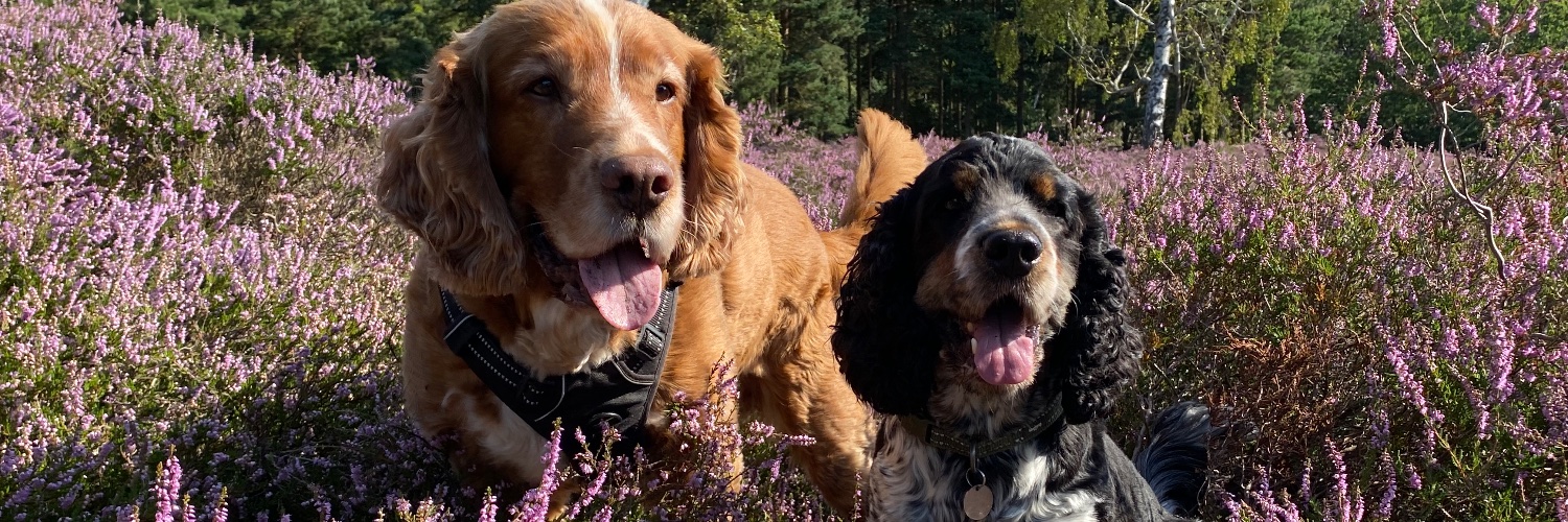 Walking-n-Wagging 🐾🐾 banner