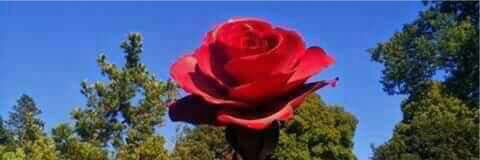 malik_melibari's profile banner image