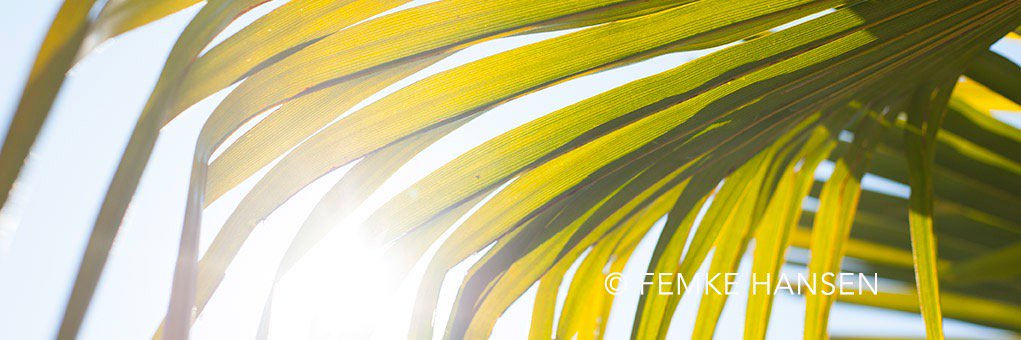 FM_Fem's profile banner image