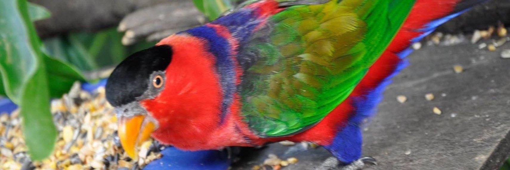 Animal Sanctuary @Butterfly World banner