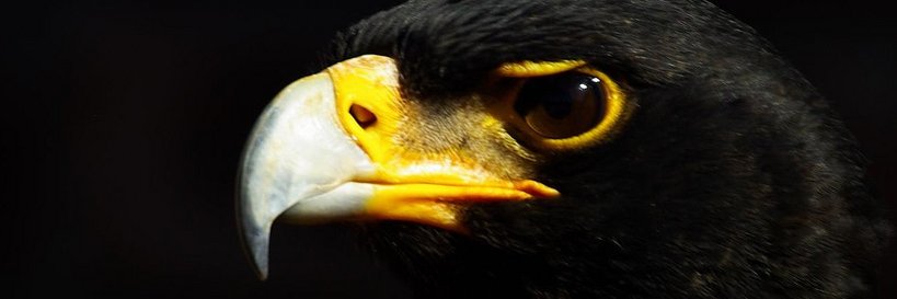 Oaqaab's profile banner image