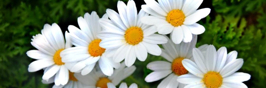limabe2966's profile banner image