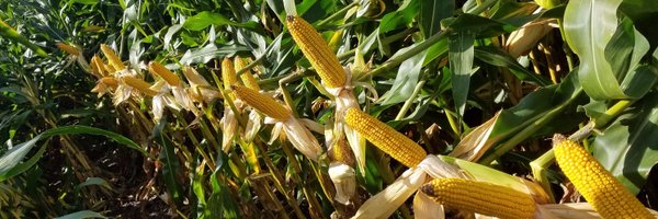 ApexAgronomy Profile Banner