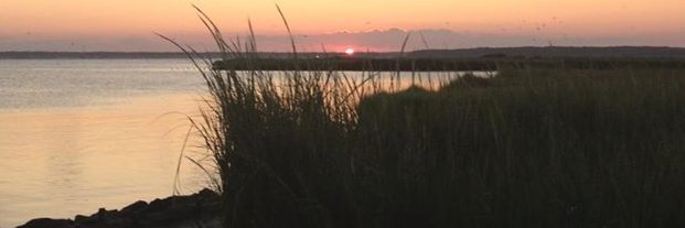 Michael Mills banner