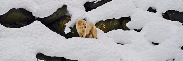 bhanu_gupta1 Profile Banner