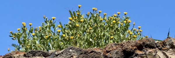 calvarezles Profile Banner