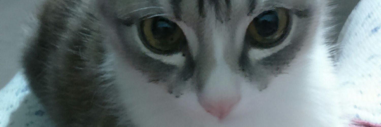 pecass78's profile banner image