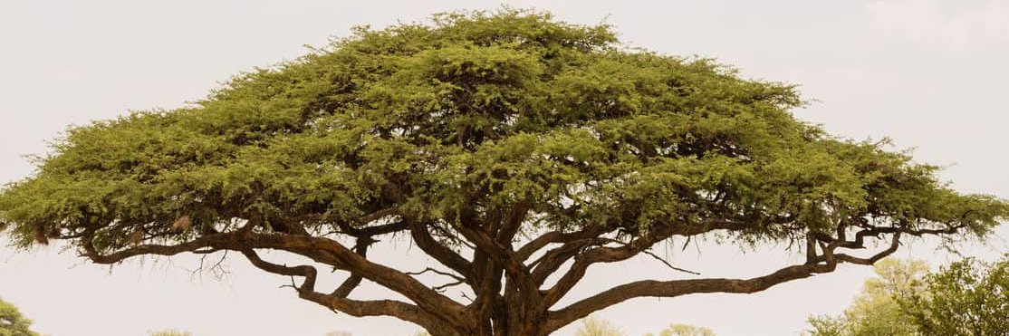 Plastic is Death banner