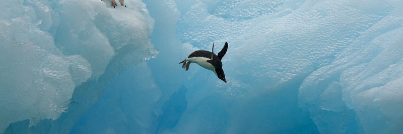 WWF Pol banner