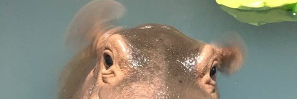 Fiona The Baby Hippo Profile Banner