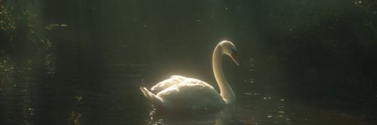 bonyste's profile banner image