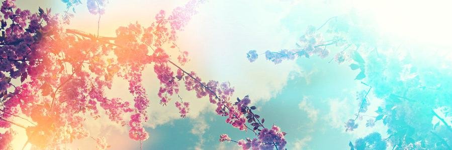 PommeDae's profile banner image