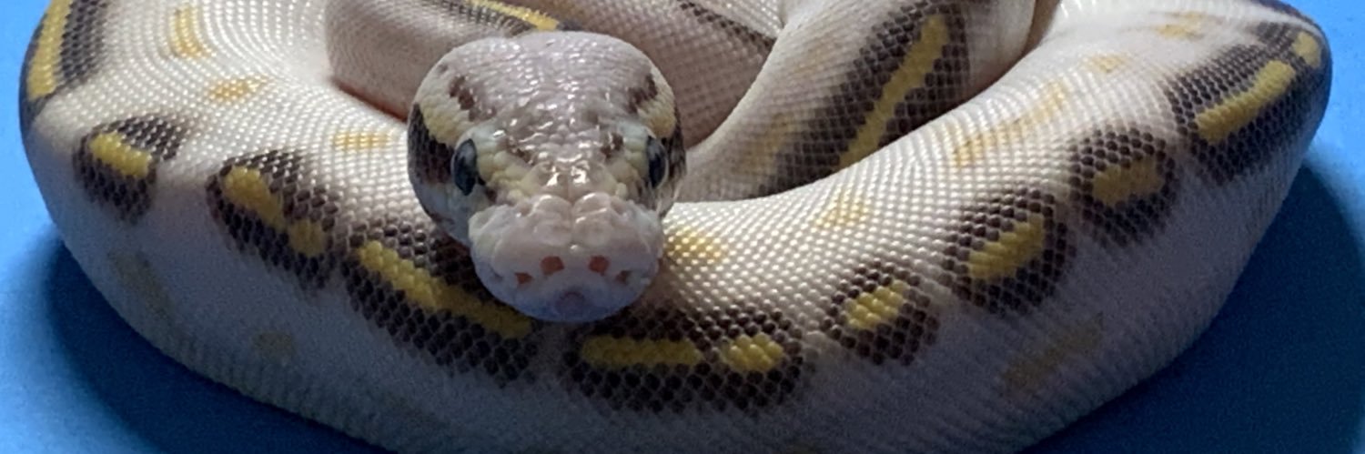 Black Magic Morphs Japan banner