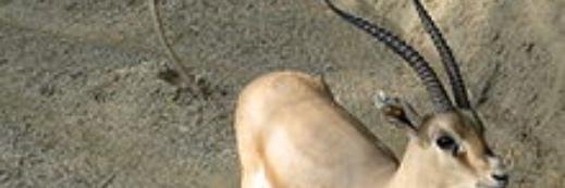 kimanitabbz's profile banner image