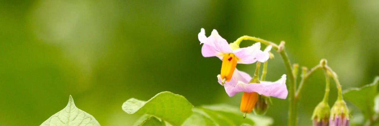 Mout De Vrieze banner