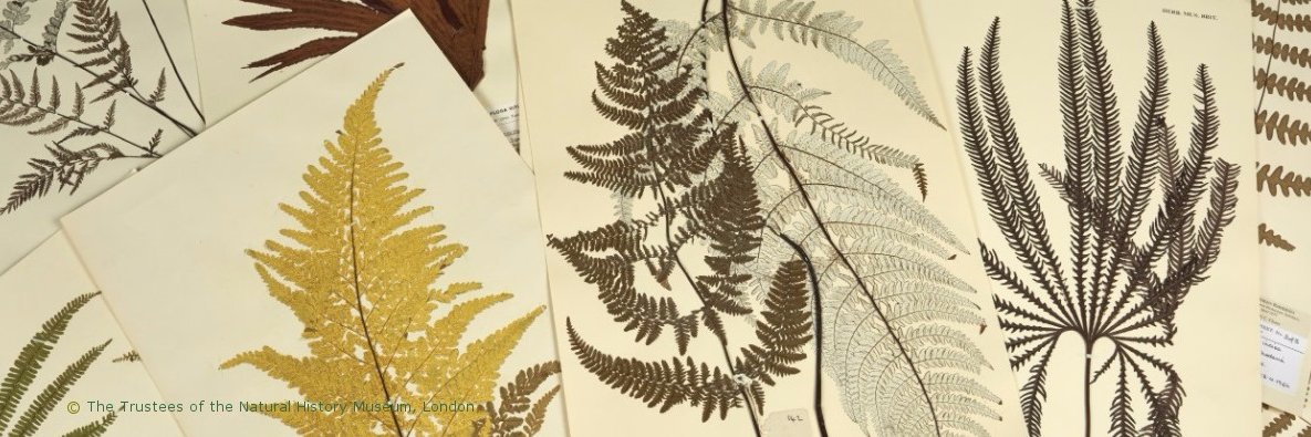 NHM Botany banner