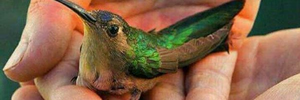 Lua74830579 Profile Banner