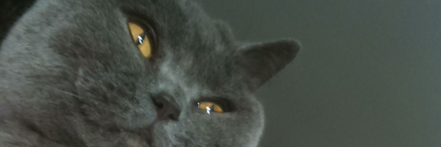 zeebrise's profile banner image