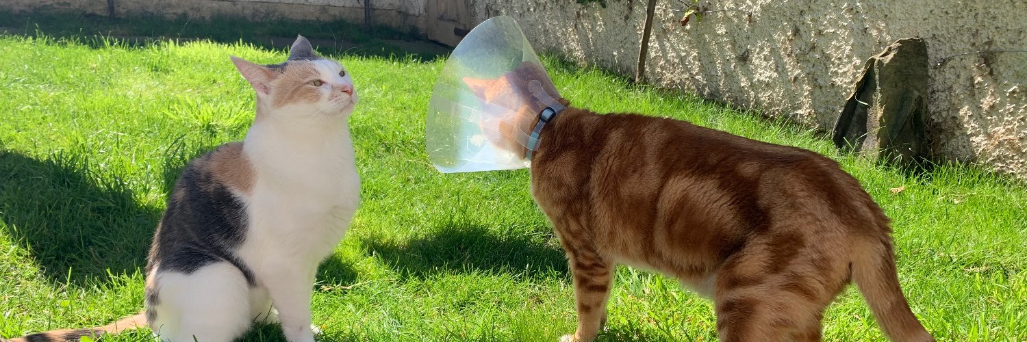 Dr Simone Tomaz banner