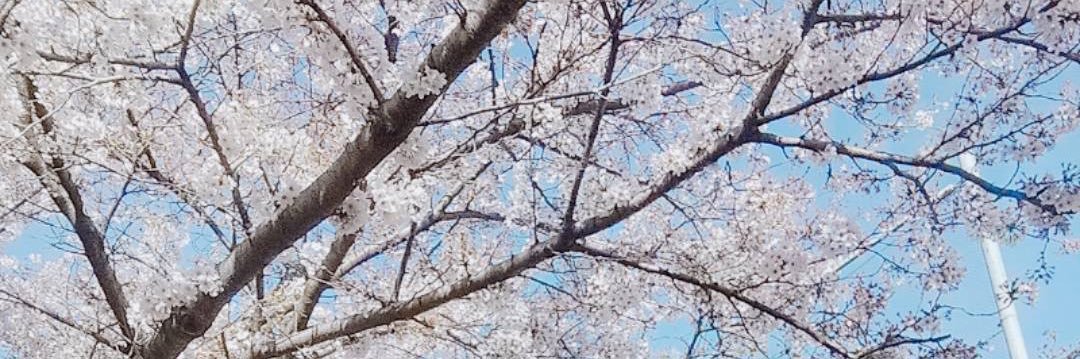 torisugari_423's profile banner image