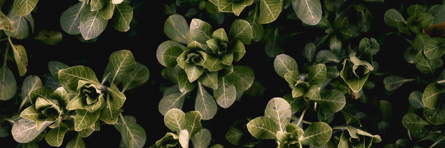 𝐔𝐍𝐈𝐂𝐎 𝐆𝐢𝐎 banner