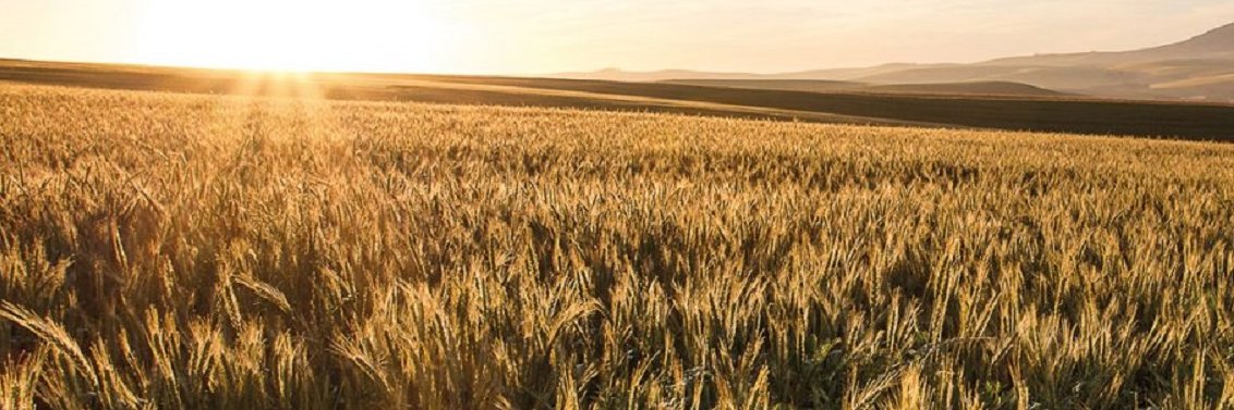 Startup Challenge banner