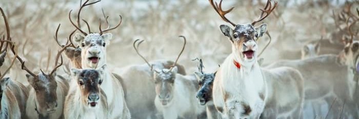 END THE CUBA BLOCKADE, DON'T OBEY USA ANY LONGER! banner