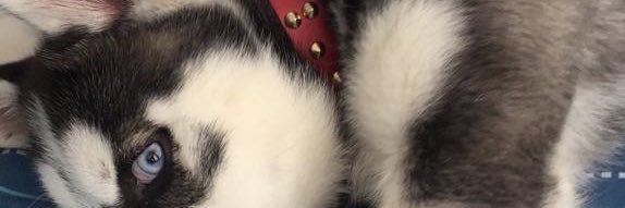 paipeeer's profile banner image
