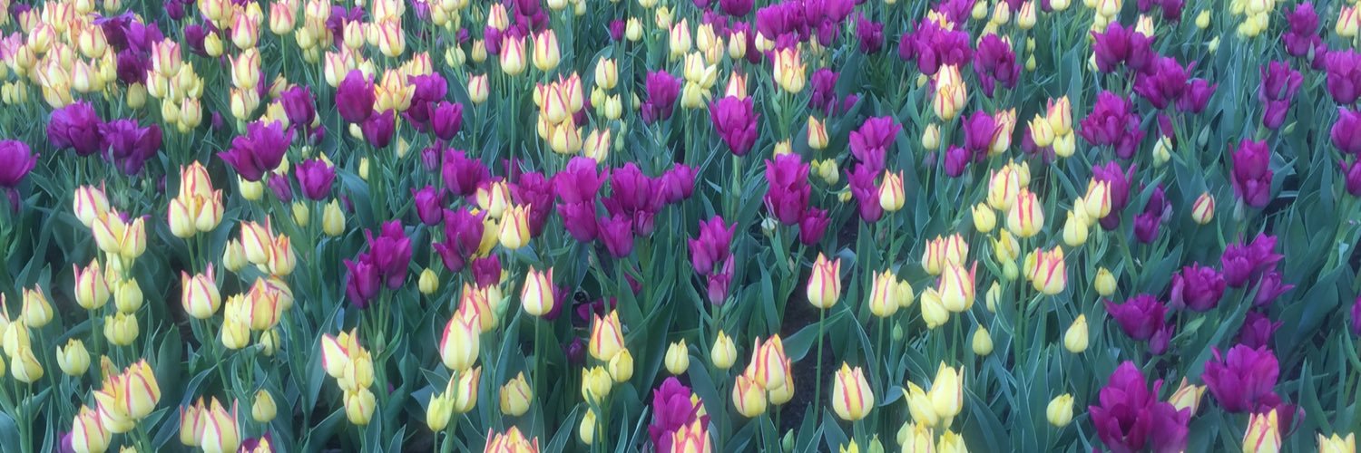 Dionne Sinclair banner