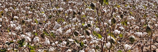 DepecheSouth Profile Banner