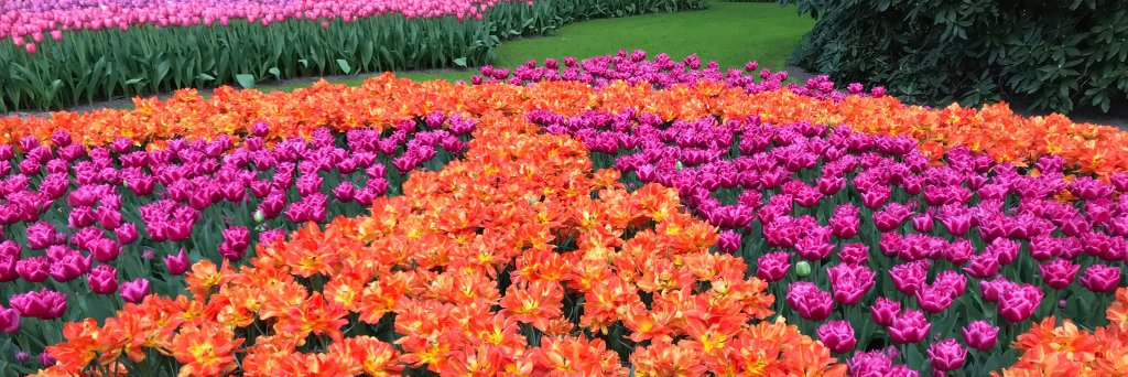 Caroline Morley banner