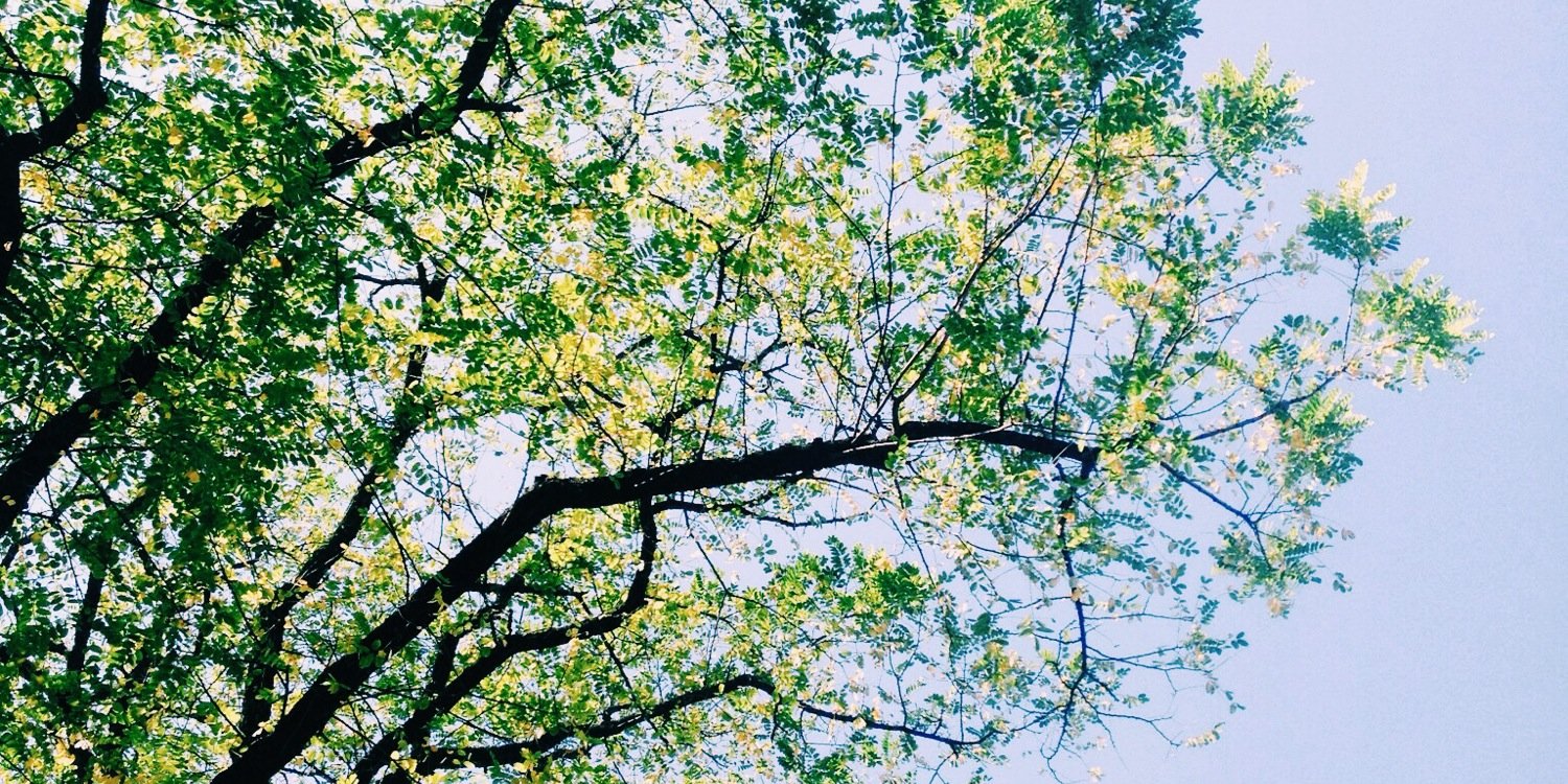 BeanieDelHarry's profile banner image