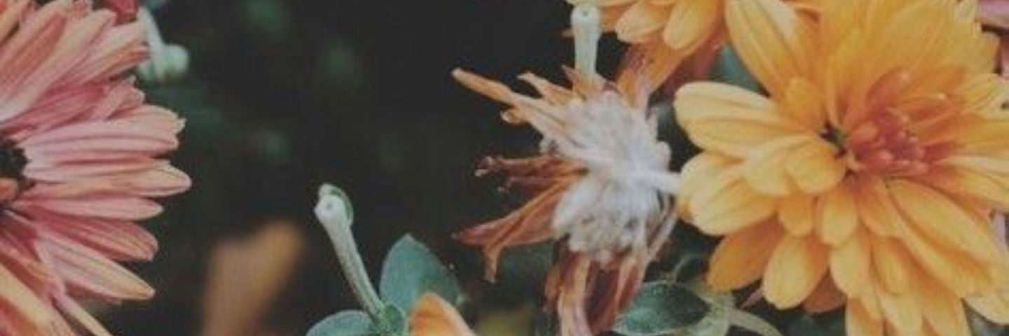 KindleLynch's profile banner image
