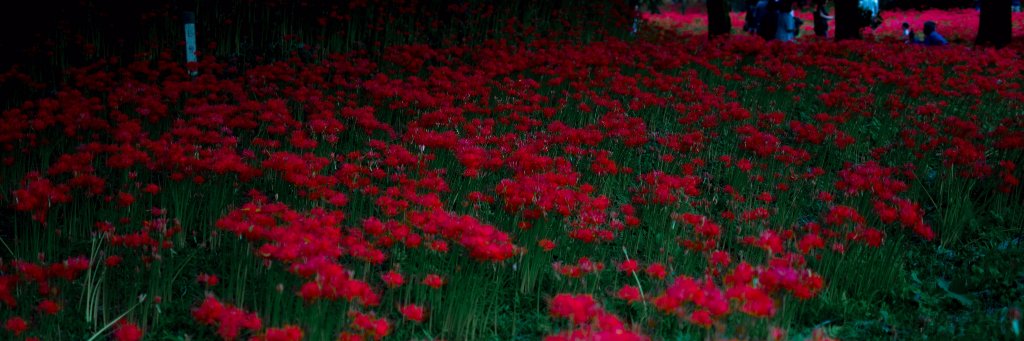 🍖たあ🍖 banner