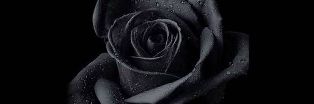 Officialadana's profile banner image