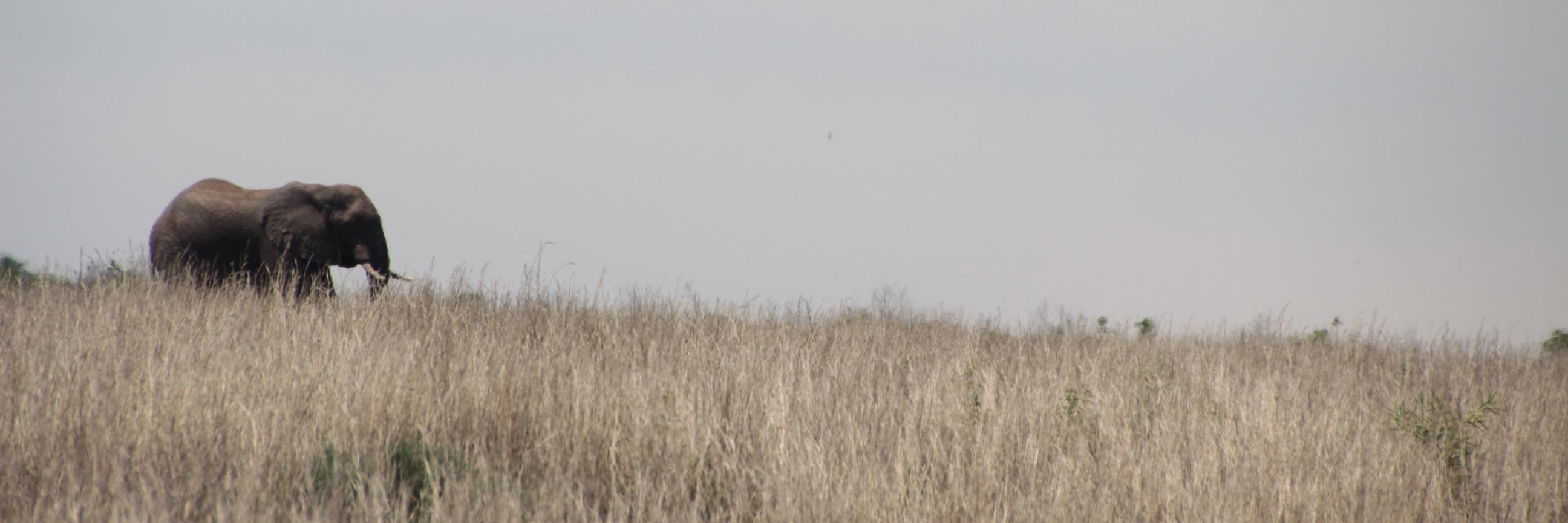 sonsafaris's profile banner image