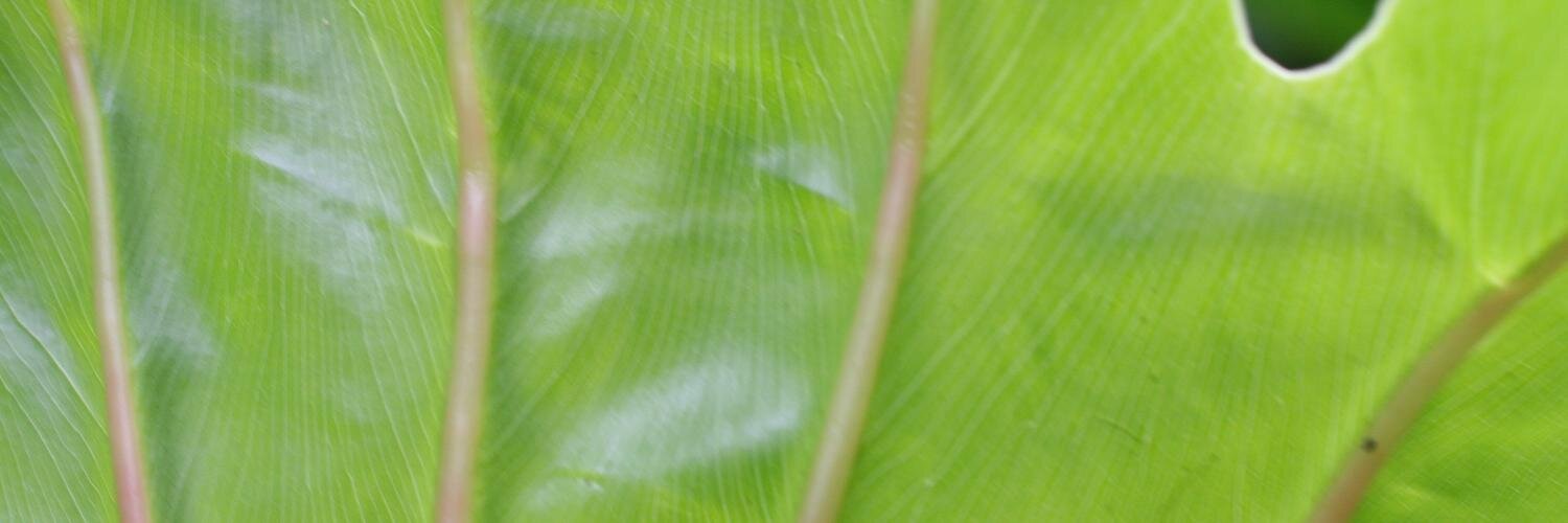 ctdli's profile banner image