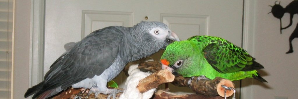 birdiemom11's profile banner image