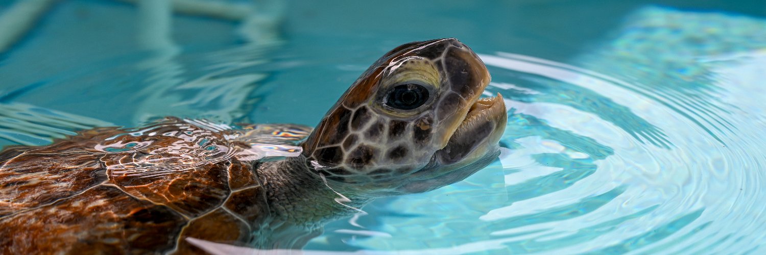 Loggerhead Marinelife Center banner