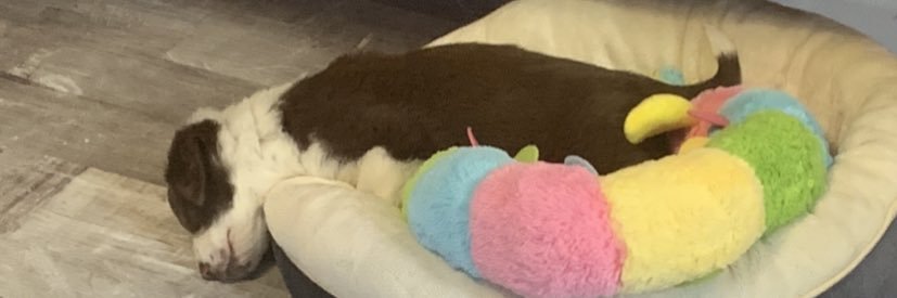 PhoebeRaeOlin's profile banner image