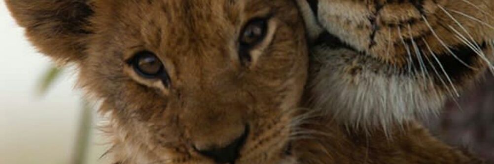 rampariya_jay's profile banner image