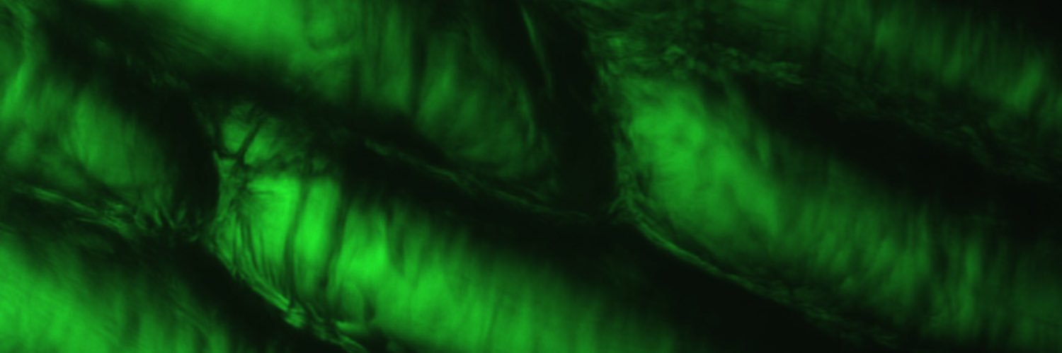 drhammnet's profile banner image