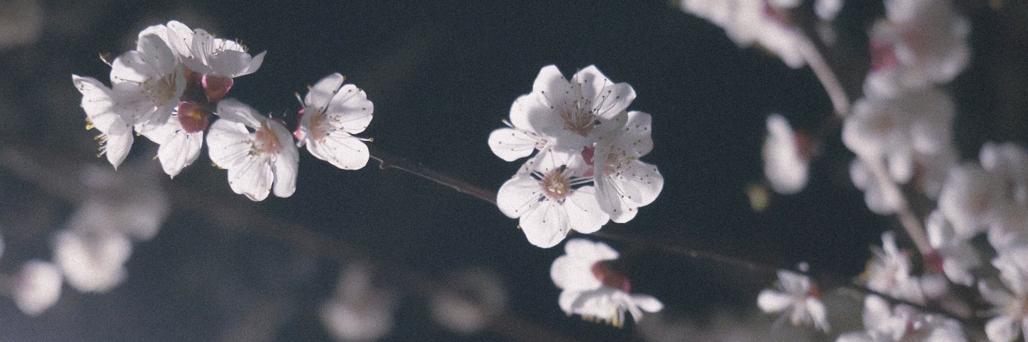 桜庭夜 banner
